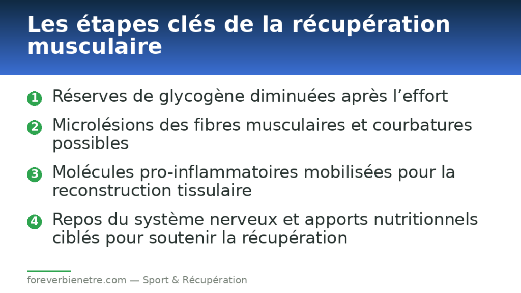 Les étapes clés de la récupération musculaire